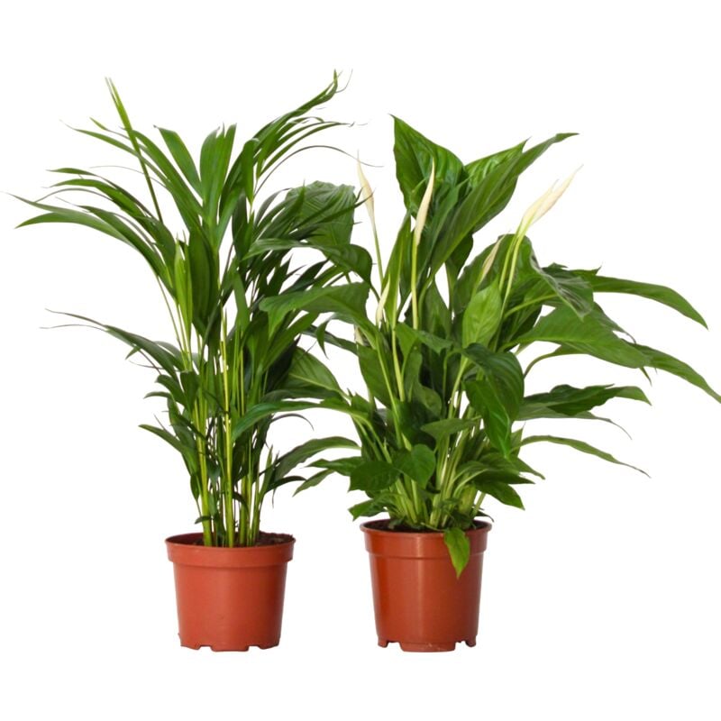 Plant In A Box - Mélange de plantes d'intérieur - Set de 2 - Hauteur 60-75cm - ⌀17cm