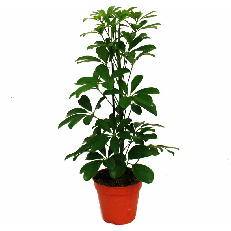 Exotenherz - Aria de rayonnement - Schefflera - feuillage vert - pot de 12cm - plante d'intérieur - hauteur env. 40-45cm