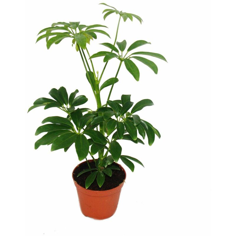 Exotenherz - Aria de rayonnement - Schefflera - pot de 9cm - plante d'intérieur - hauteur env. 25cm