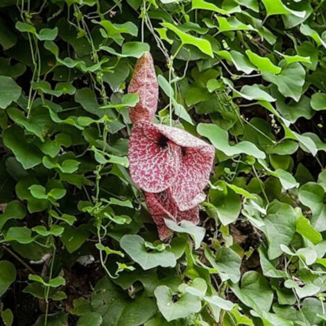 Aristoloche macrophylla/Godet