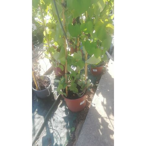 Aristolochia Gigantea v30
