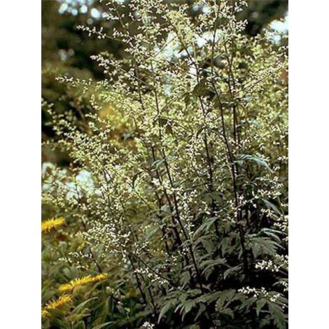 Armoise chinoise 'Guizhou' Godet de 8/9 cm