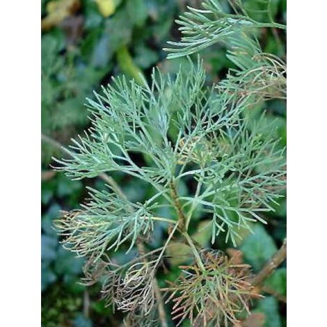 Armoise citronelle, Aurone Godet de 7/8 cm