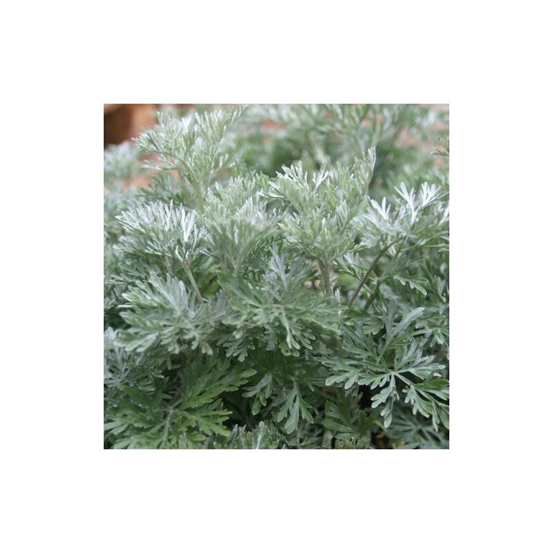 Armoise Powis Castle | Conditionnement: Lot de 5 godets