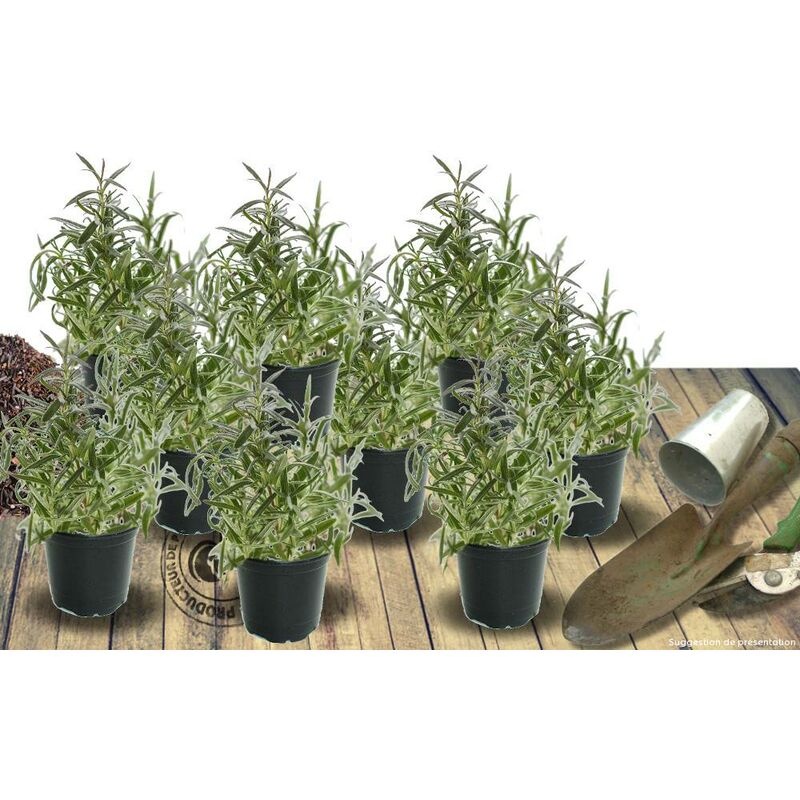 Armoise Powis Castle | Conditionnement: Lot de 9 godets