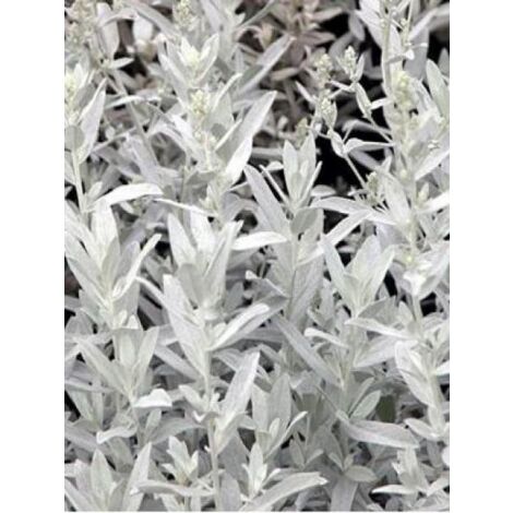 Armoise 'Silver queen' Godet de 8/9 cm