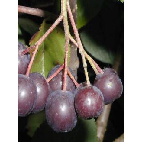 Aronie à fruits noirs 'Viking' Godet de 7/8 cm