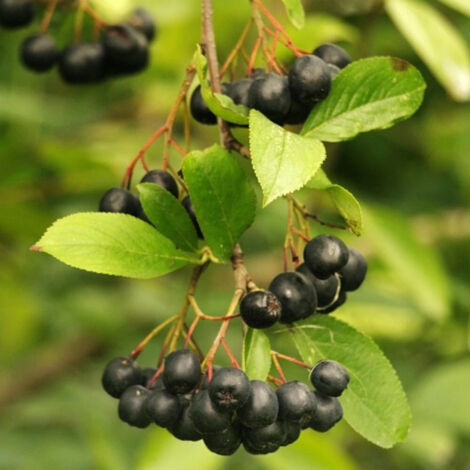 Aronie melanocarpa Professor Ed, Aronia à fruits noir/Pot de 2L - 40/60 cm