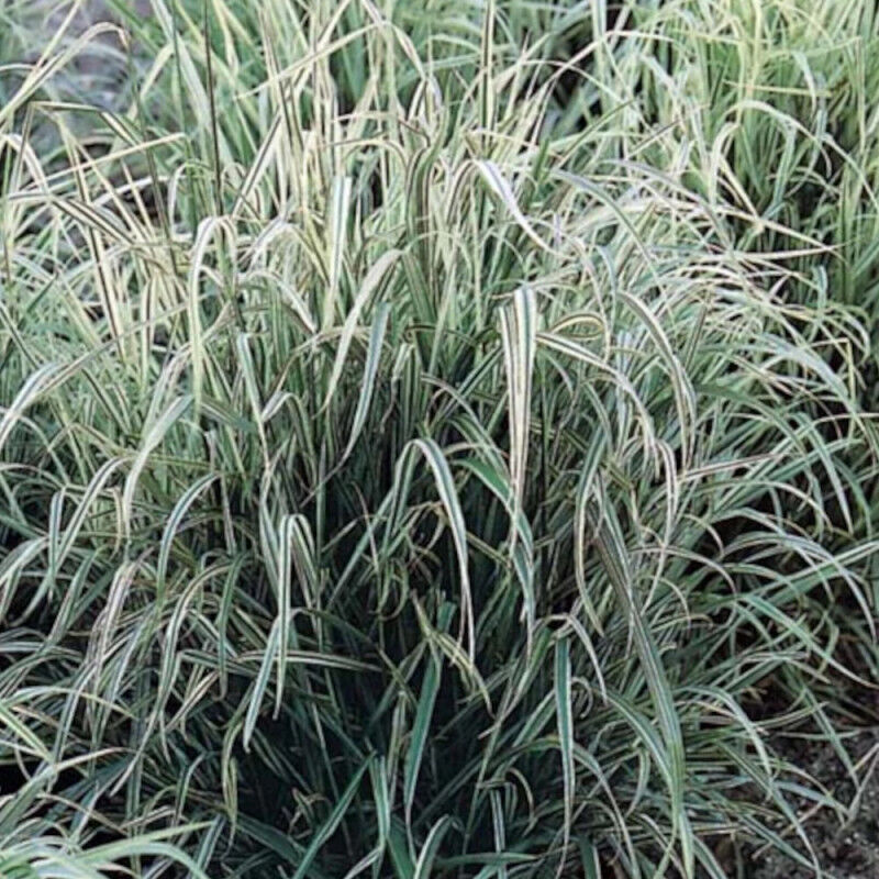 Arrhenatherum Variegatum/Lot de 9 godets