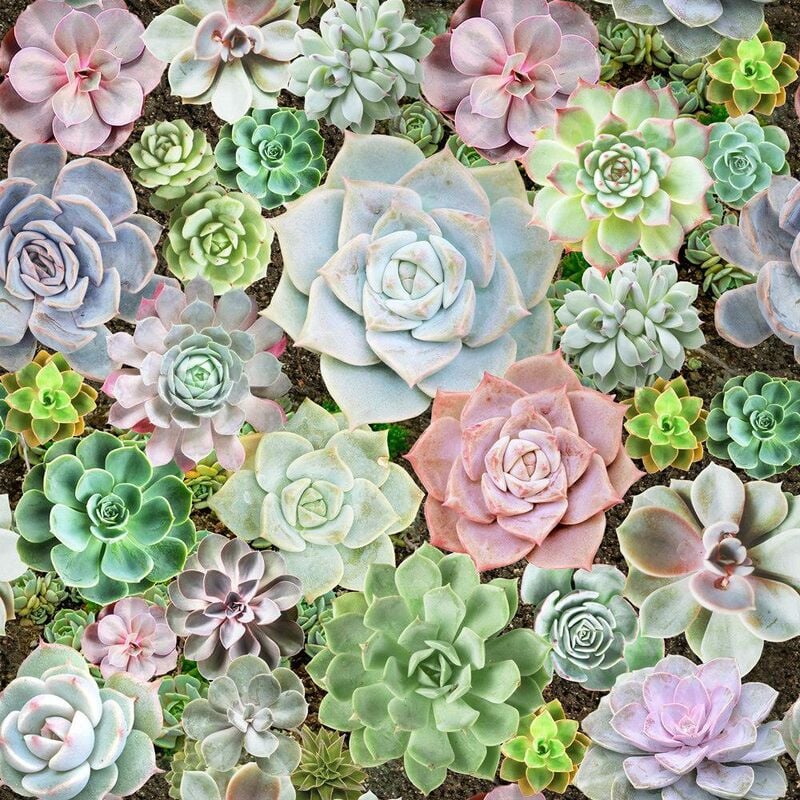 Succulent Living Wall Multicoloured Wallpaper Flowers Paste The Wall - Arthouse