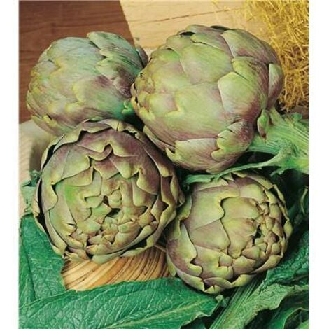 FABRE GRAINES ARTICHAUT VERT DE LAON - 3 GODETS - PLANTS