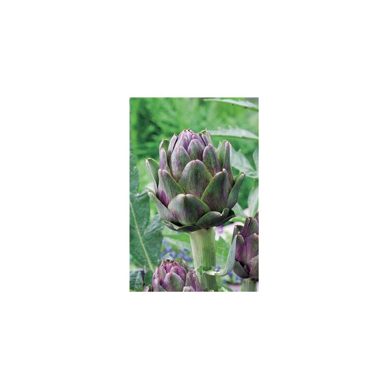 ARTICHAUT VIOLET DE PROVENCE - Plants - LE GODET