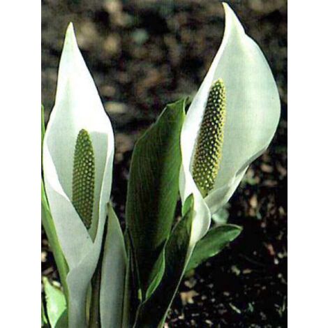 Arum bananier blanc Godet de 8/9 cm