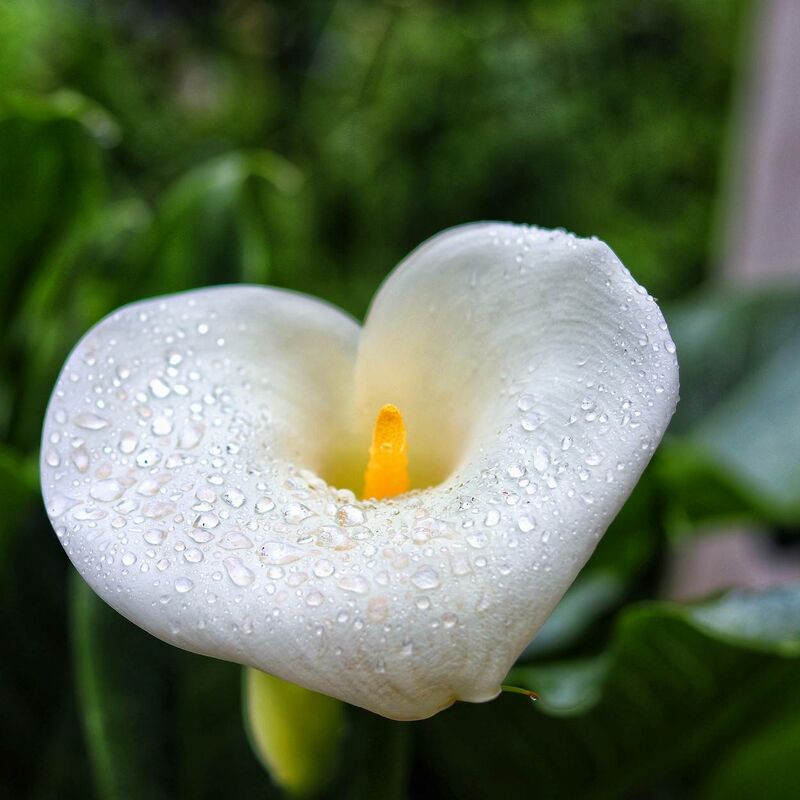 Arum d'Éthiopie Crowborough | Conditionnement: Lot de 5 godets