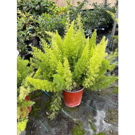 Asparagus Densiflorus Myersii