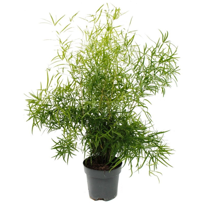 Exotenherz - Asperge d'ornement - asperge falciforme - Asperge falcatus - plante verte facile d'entretien - pot 17cm
