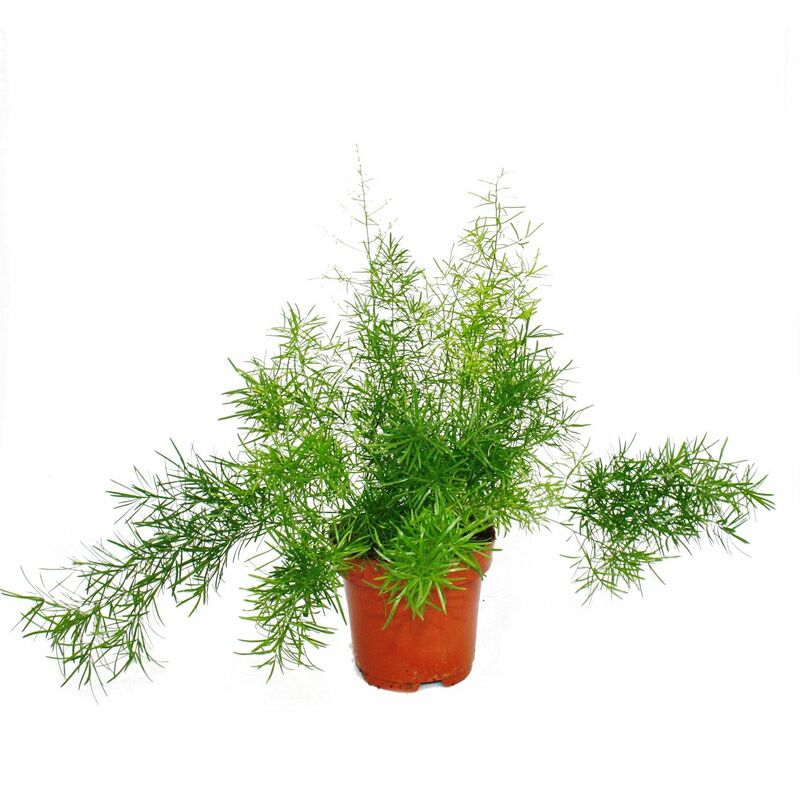 Exotenherz - Asperges ornementales - Asparagus densiflorus sprengeri - Plante verte d'entretien facile 12cm pot