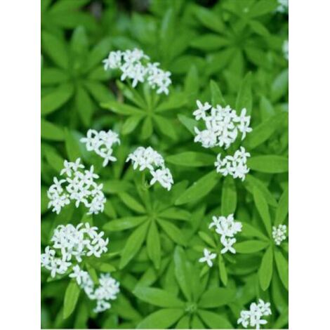 Aspérule odorante, Petit muguet Pot de 2L/3L