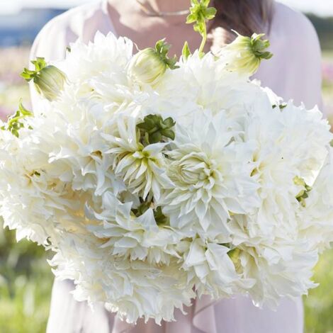 Assiette Fleurel dahlia 1 pc.