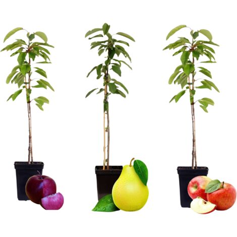 Assorti de 3 Arbres Fruitiers - pot ⌀9cm - H.60-70cm (hauteur pot incluse)