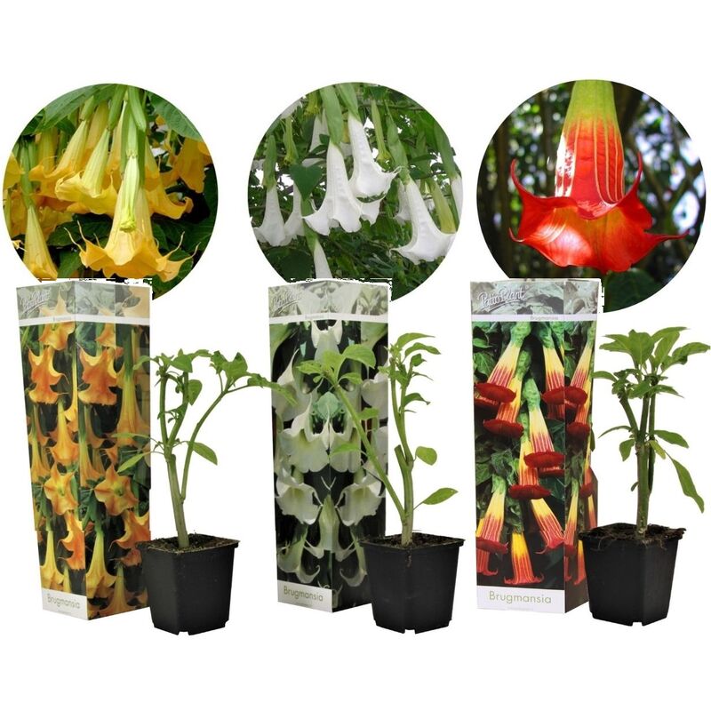 Plant In A Box - Brugmansia - Mélange de 3 - Fleurs de jardin - Pot 9cm - Hauteur 25-40cm - Jaune