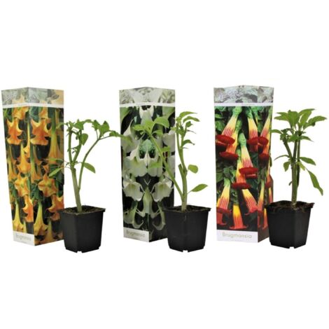 Assorti de 3 Brugmansia - pot ⌀9cm - H.25-40cm (hauteur pot incluse)