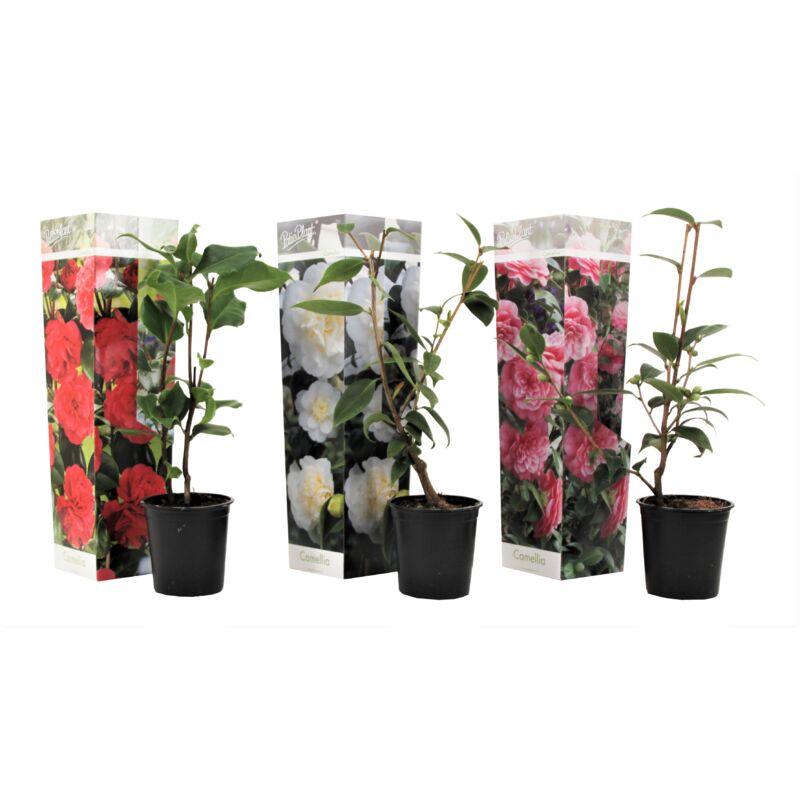 Plant In A Box - Camellia Japonica - Mélange de 3 - Rouge,blanc,rose - Pot 9cm - Hauteur 25-40cm - Multicolore