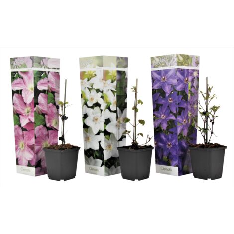 Assorti de 3 Clematis - pot ⌀9cm - H.25-40cm (hauteur pot incluse)