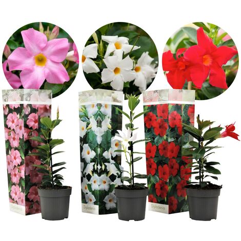 Assorti de 3 Dipladenia - pot ⌀9cm - H.25-40cm (hauteur pot incluse)