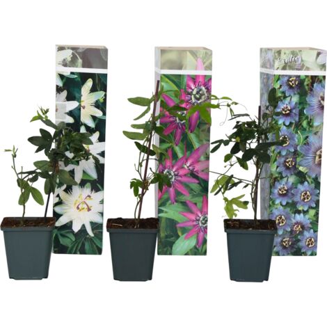 Assorti de 3 Passiflora - pot ⌀9cm - H.25-40cm (hauteur pot incluse)