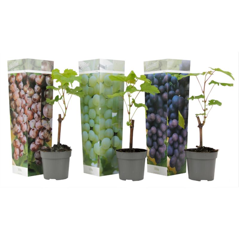 Plant In A Box - Plants de Raisin - Mélange de 3 - Vitis Vinifera - Pot 9cm - Hauteur 25-40cm - Jaune