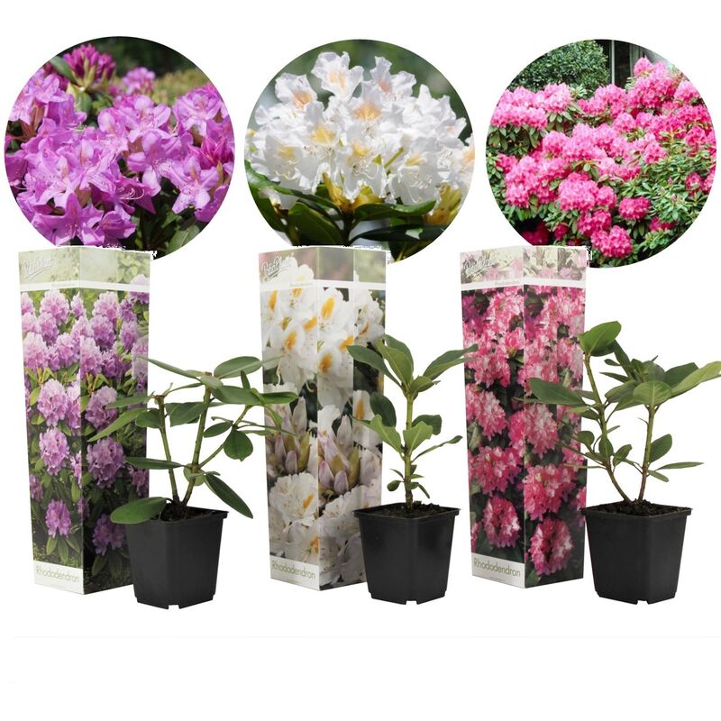Plant In A Box - Rhododendron - Mélange de 3 - Violet, blanc, rose - Pot 9cm - Hauteur 25-40cm - Violet