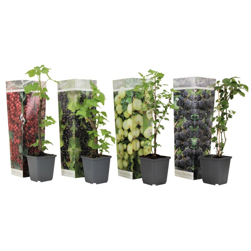 Plant In A Box - Berry Mix - Mélange de 4 - Plantes de jardin - Pot 9cm - Hauteur 25-40cm - Blanc