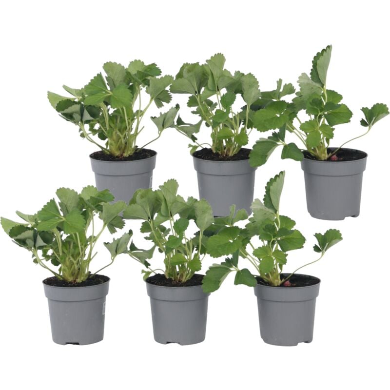 Plant In A Box - Fraisier - Set de 6 - Fragaria x ananassa 'Roman' - Hauteur 15-20cm - ⌀9cm