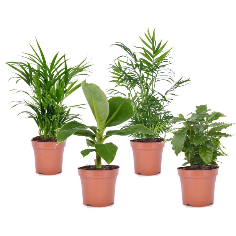 Plant In A Box - Mélange de plantes d'intérieur 'Branché'- Pot 12cm - Hauteur 25-40cm - Vert