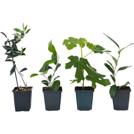 Assorti de 4 Plants fruitiers Meditérannéens - pot ⌀9cm - H.25-40cm (hauteur pot incluse)