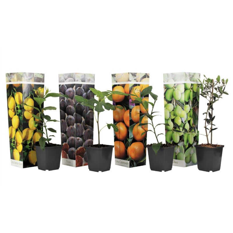 Plant In A Box - Medi Mix - Set de 4 - Arbres fruitiers méditerranéen - Pot 9cm - Hauteur 25-40cm - Blanc