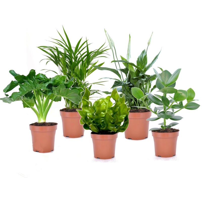 Plantes d'intérieur purificatrices d'air - Mix de 5 - Pot 12cm - Hauteur 25-40cm - Vert