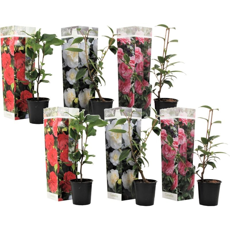 Plant In A Box - Camellia japonica - Mélange de 6 - Rouge blanc rose - Pot 9cm - Hauteur 25-40cm - Multicolore
