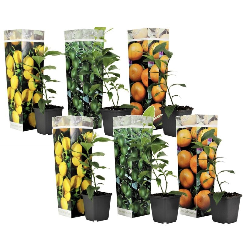 Plant In A Box - Citrus Mix - Set de 6 - Agrumes - Pot 9cm - Hauteur 25-40cm - Blanc