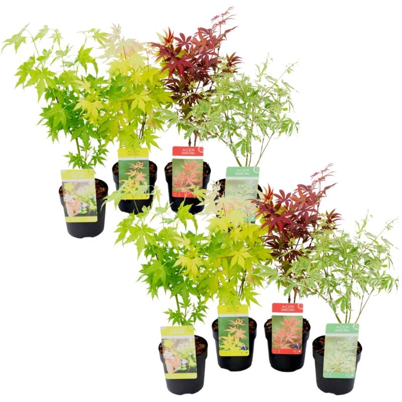 Plant In A Box - Acer palmatum - Set de 8 - Erable du Japon - Pot 10,5cm - Hauteur 25-40cm - Vert