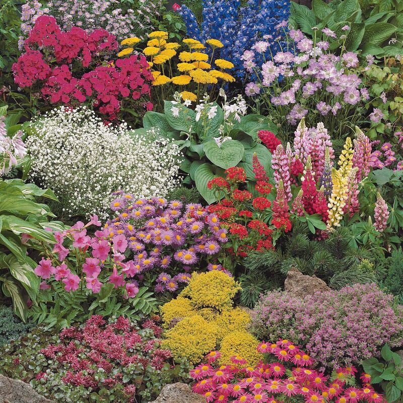 Collection variée de 12 plantes vivaces - 2 m² - Multicolore