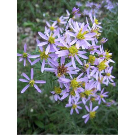 Aster à feuilles de sedum Godet de 8/9 cm