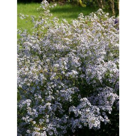 Aster à feuilles en coeur 'Blütenregen' Godet de 8/9 cm