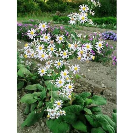Aster à grandes feuilles Godet de 8/9 cm