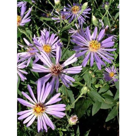 Aster à grandes feuilles 'Twilight' Godet de 8/9 cm