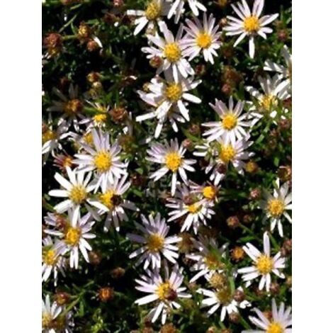Aster 'Adustus Nanus' Godet de 8/9 cm