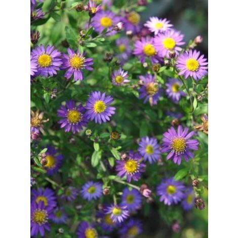Aster ageratoides 'Ezo Murazaki' Godet de 8/9 cm