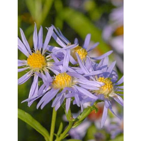 Aster 'Altweibersommer' Godet de 8/9 cm