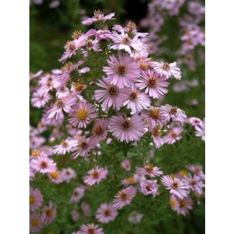 Aster amethystinus 'Kylie' Godet de 8/9 cm